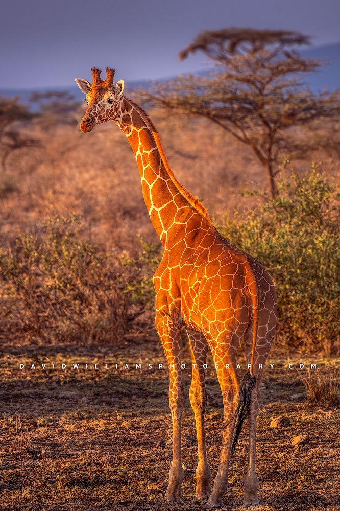 Giraffe S NZ90198