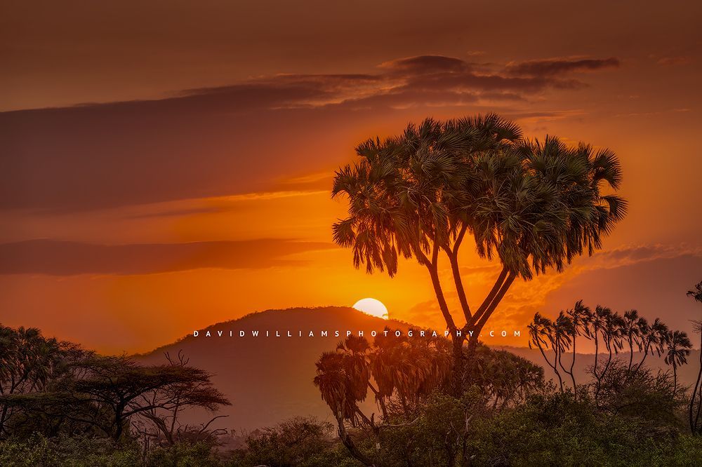 African Sunset NZ93076