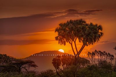 African Sunset NZ93076