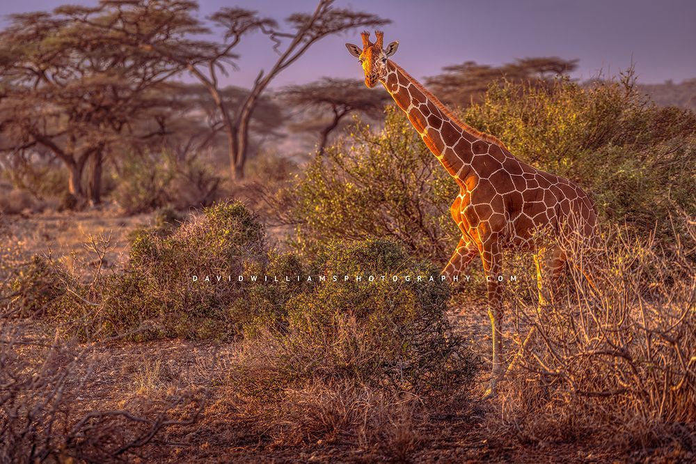 Giraffe S NZ90216