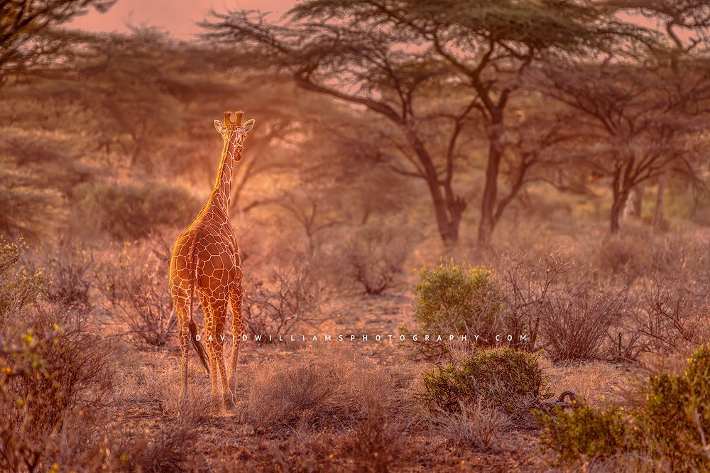 Giraffe S NZ90227