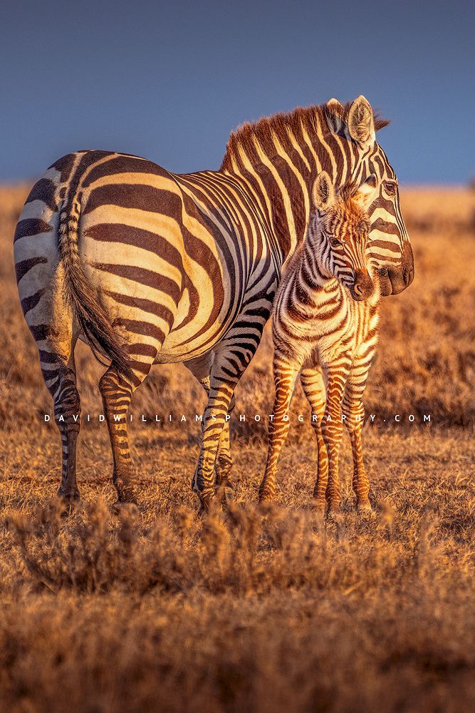 Zebra GP NZ99625