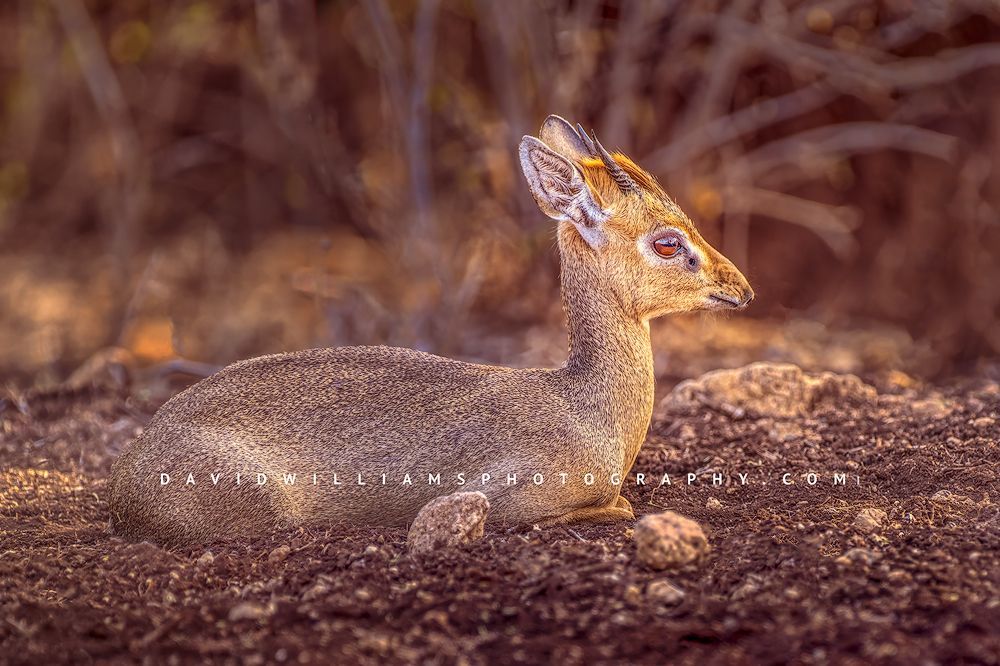 Kirk's Dik Dik NZ90083