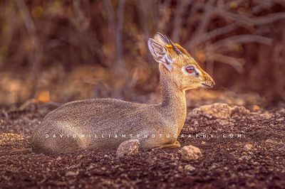 Kirk's Dik Dik NZ90083