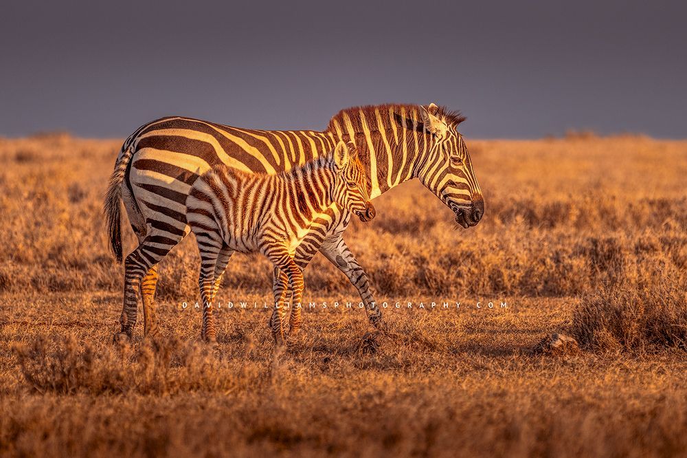 Zebra GP NZ99632