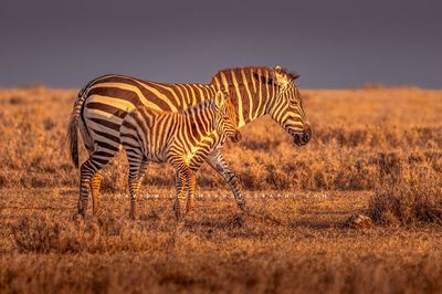 Zebra GP NZ99632