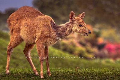 Bushbuck NZ98798
