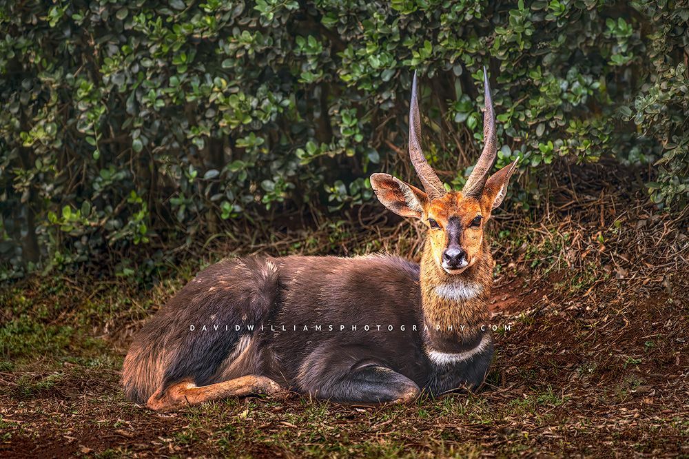 Sitatunga NZ98802