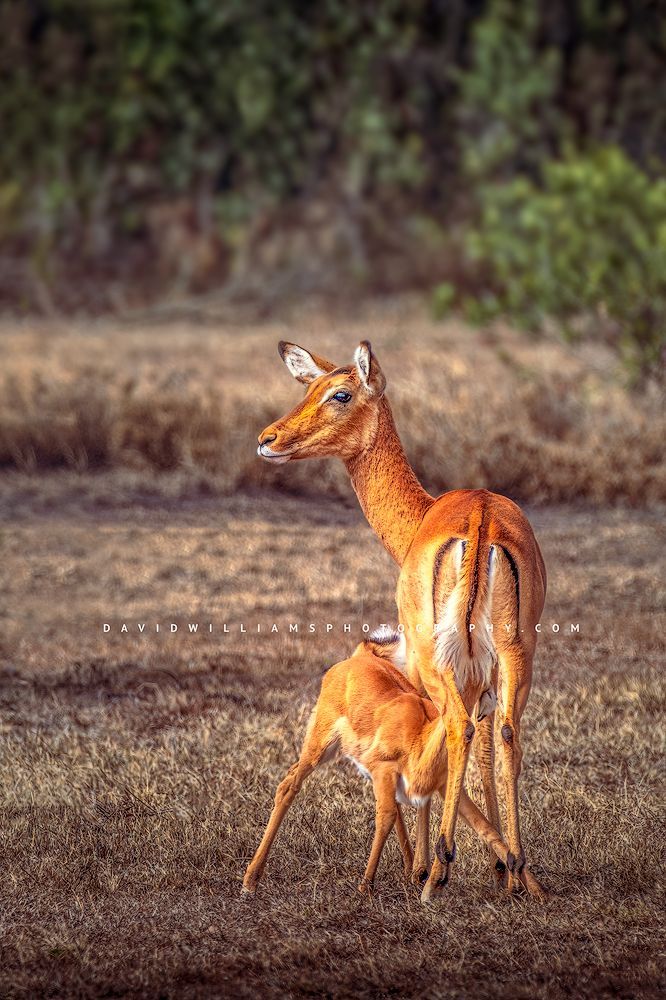 Impala GP NZ99181