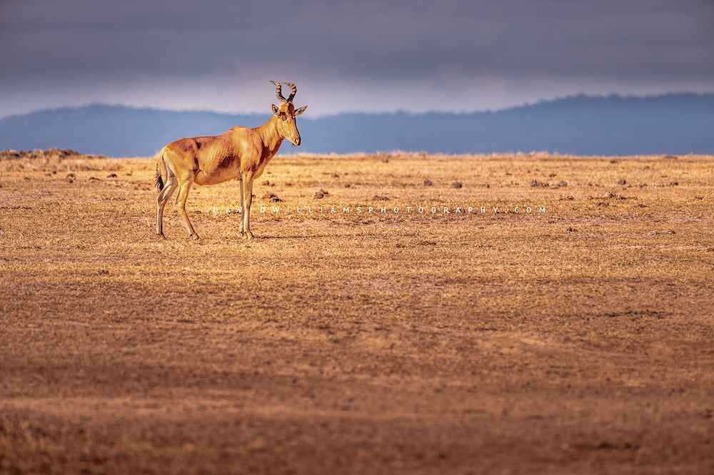 Coke's Hartebeest S NZ99214