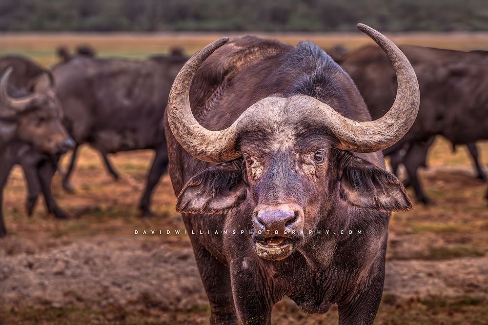 African Buffalo GP NZ98759