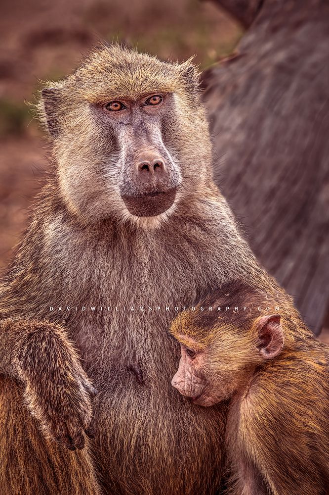 Baboon GP NZ98318