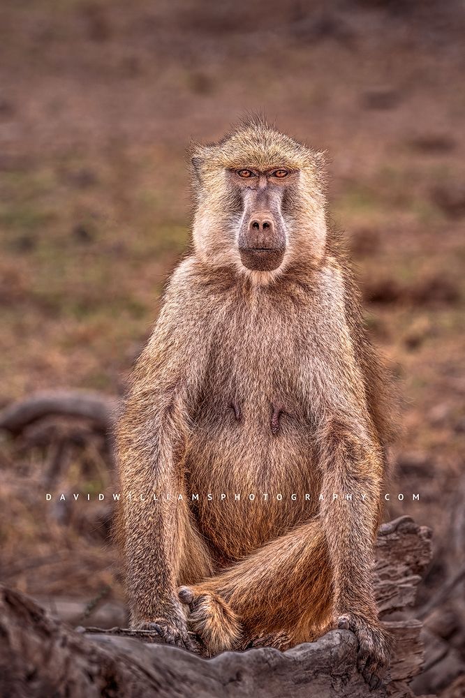 Baboon S NZ98292