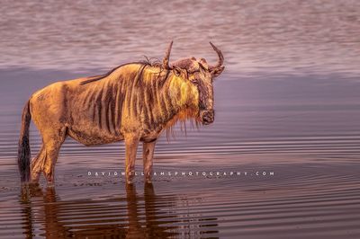 Wildebeest S NZ97187