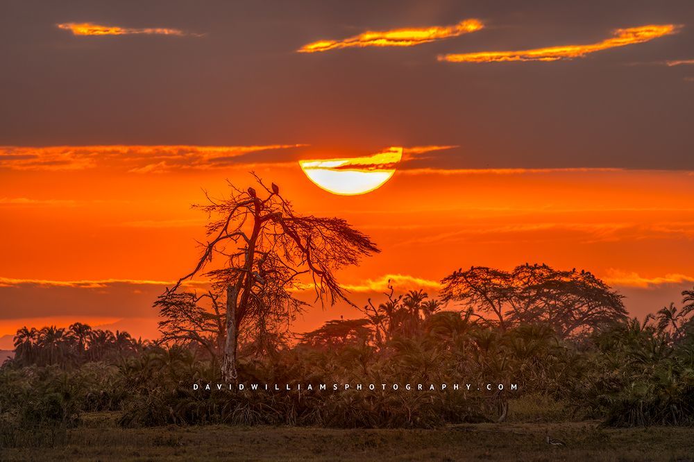 Kenyan Skies NZ96631