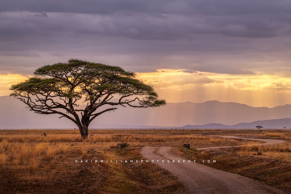 Amboseli-Road_D854357