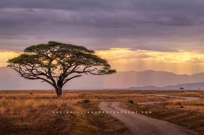 Amboseli-Road_D854357