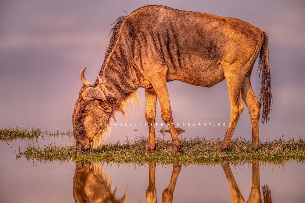 Wildebeest S NZ97075