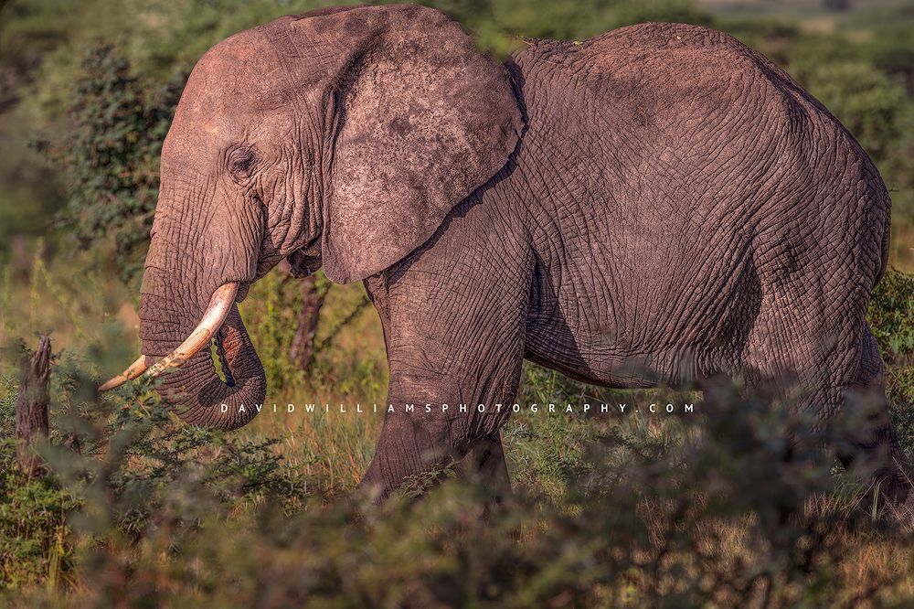 Elephant S NZ92622