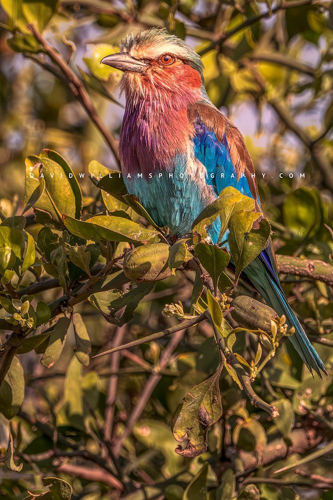 Lilac Breasted Roller NZ92636en