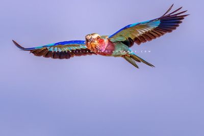 Lilac Breasted Roller NZ92659en