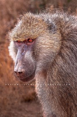 Baboon2_D854986