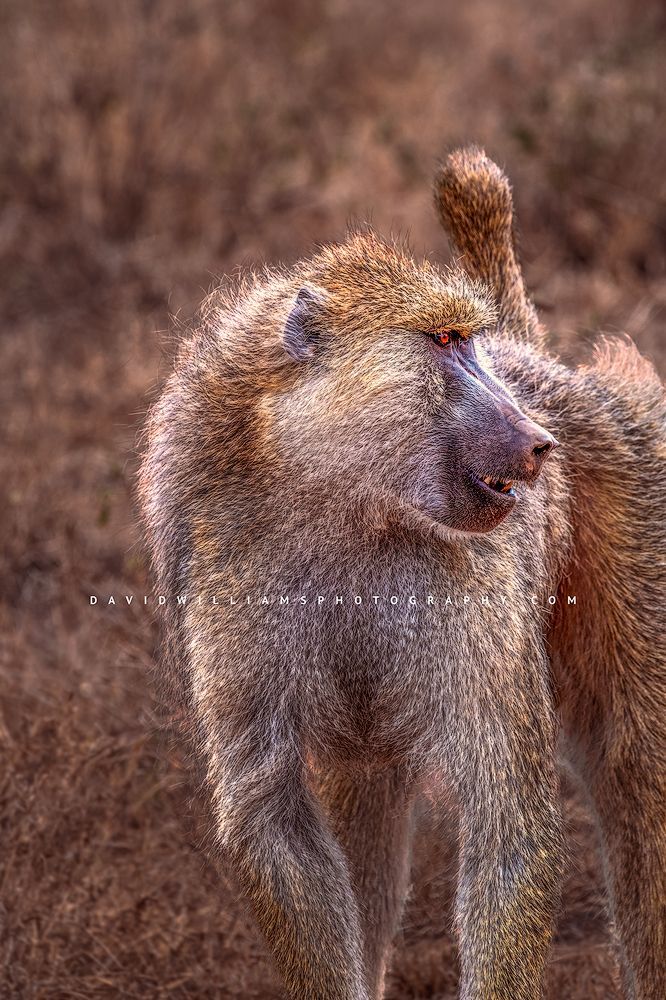 Baboon_D854988