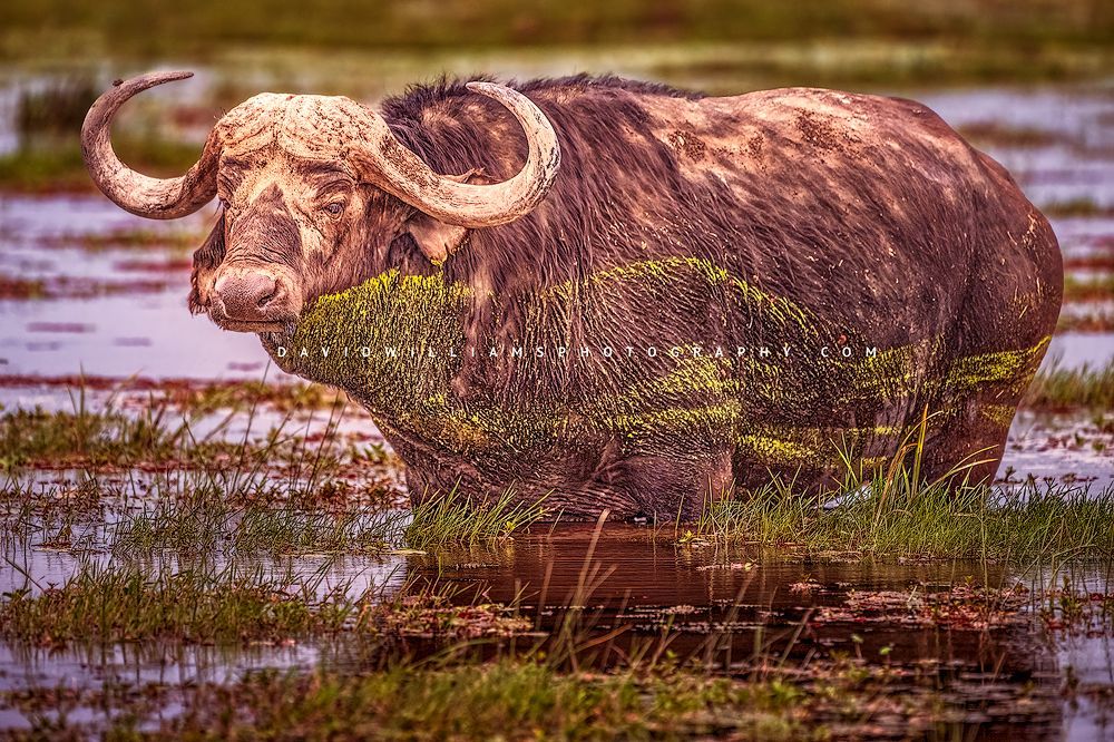 African-Buffalo-S_NZ95283