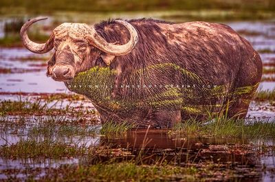 African-Buffalo-S_NZ95283