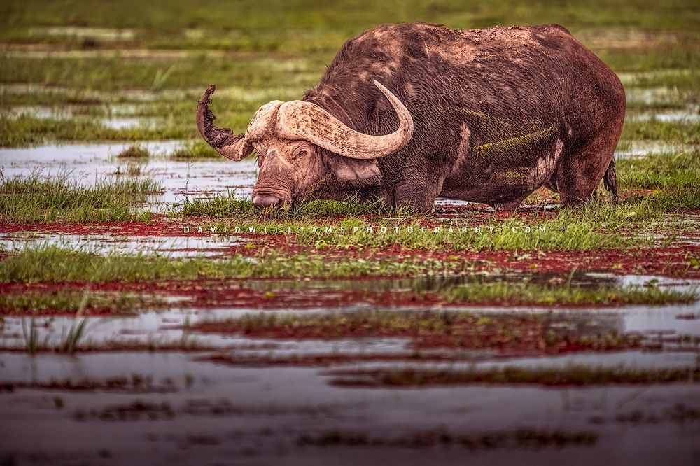 African-Buffalo_NZ95256
