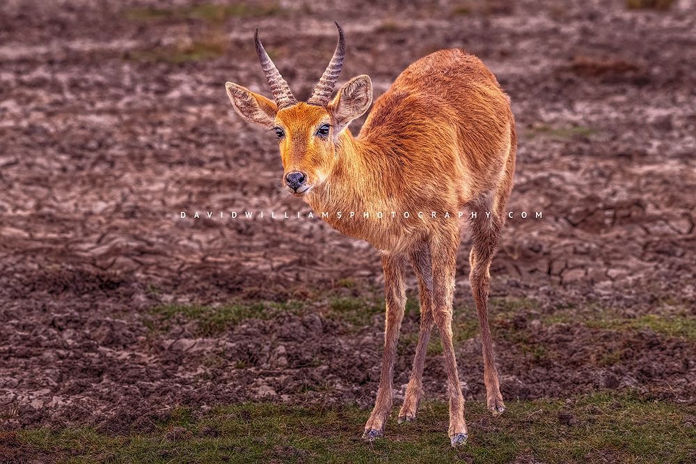 Reedbuck-S_NZ95198