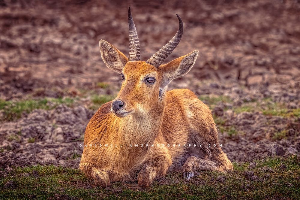Reedbuck-S_NZ95201