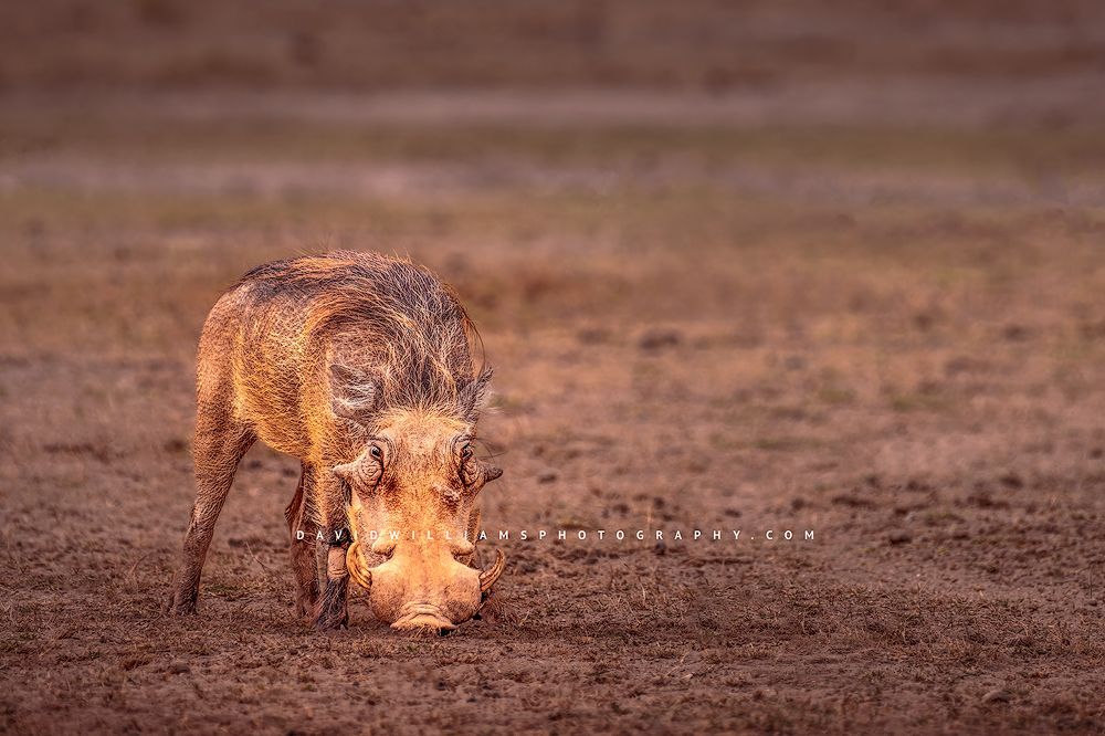 Warthog_NZ95020