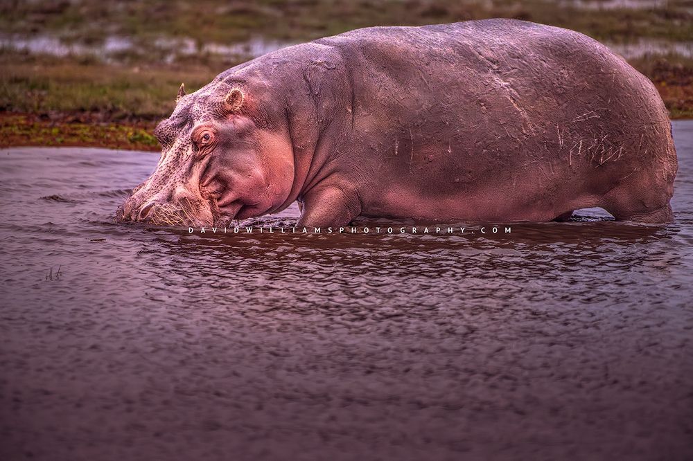 Hippo S NZ95299