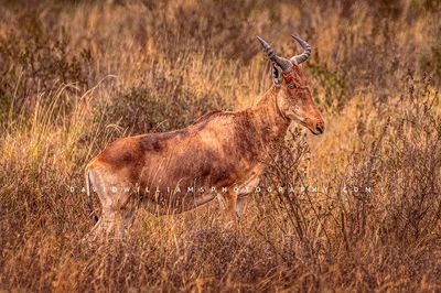 Coke's-Hartebeest_NZ94756