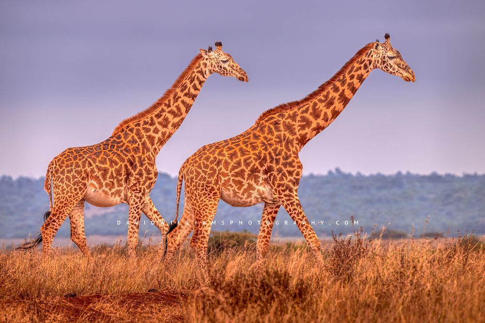 Masai-Giraffe-GP_NZ94679