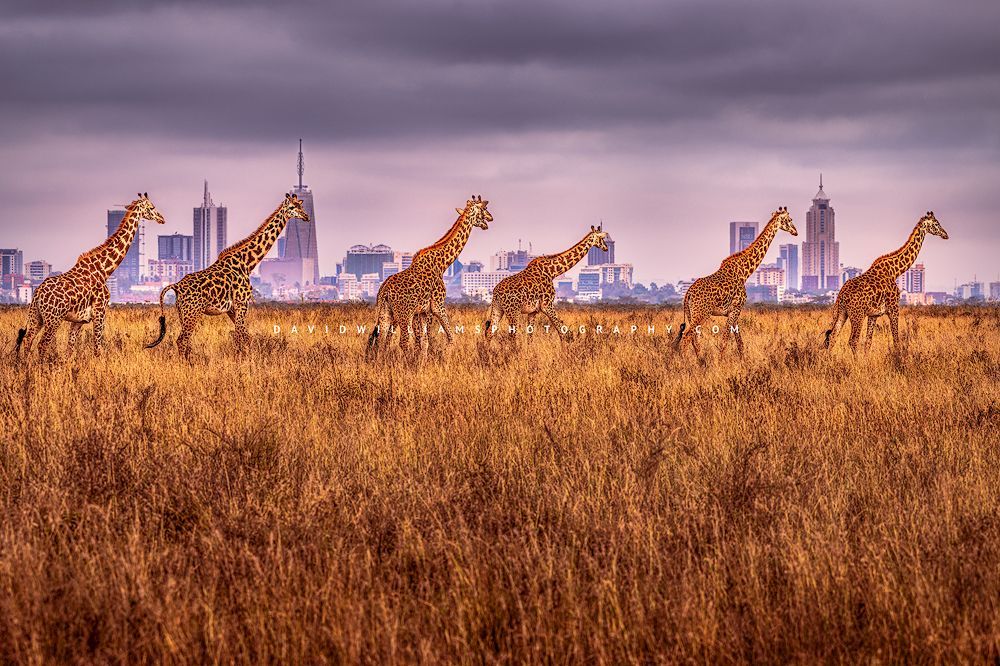 Masai-Girafffe-GP_NZ94694