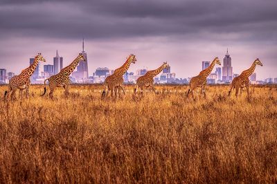 Masai-Girafffe-GP_NZ94694