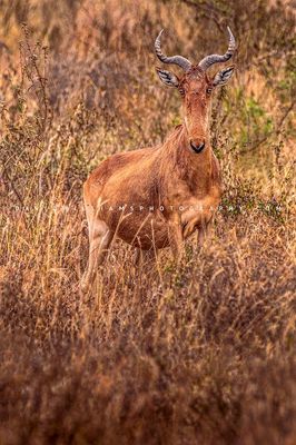 Coke's-Hartebeest_NZ94748