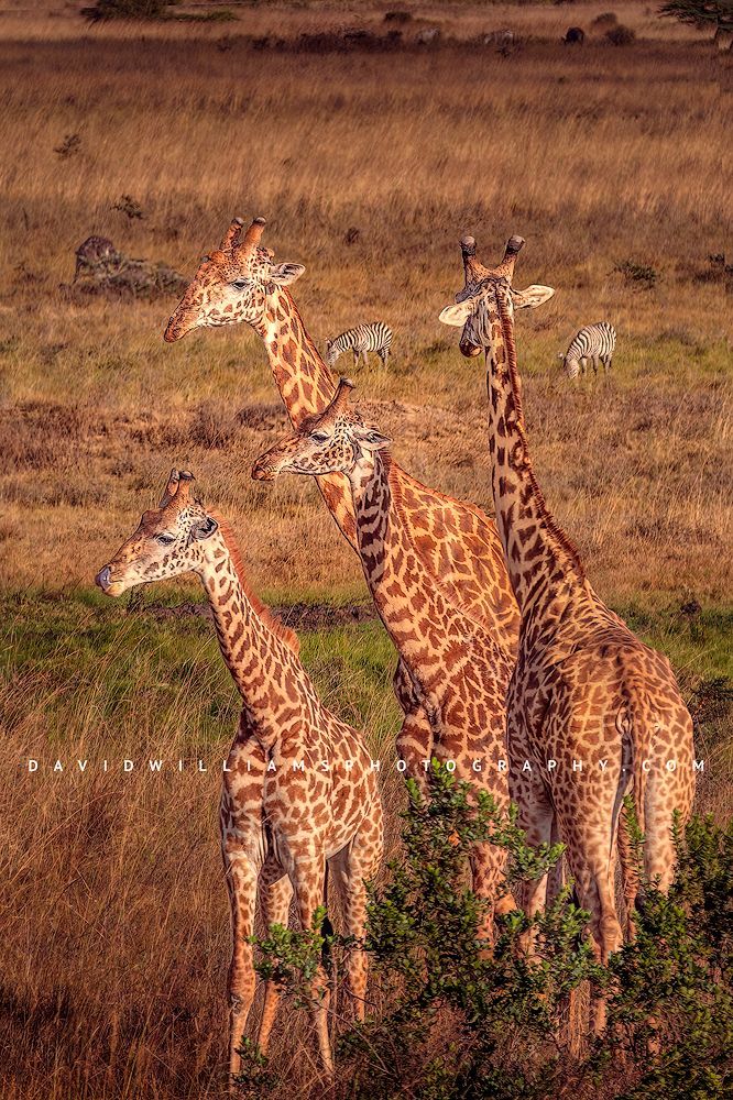 Giraffe-GP_BKT5843