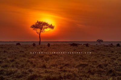 African-Sunset_BKT3530