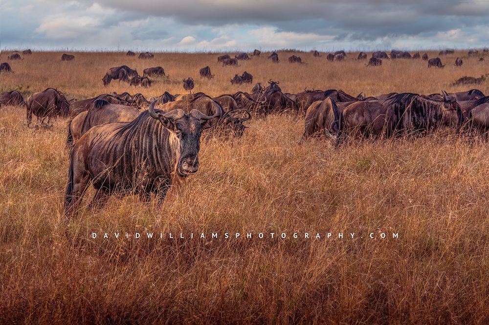 Wildebeest-GP_BKT3177