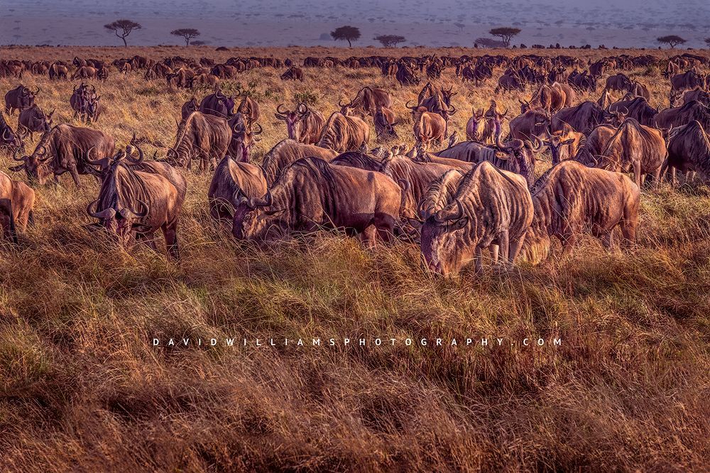 Wildebeest-GP_BKT3649