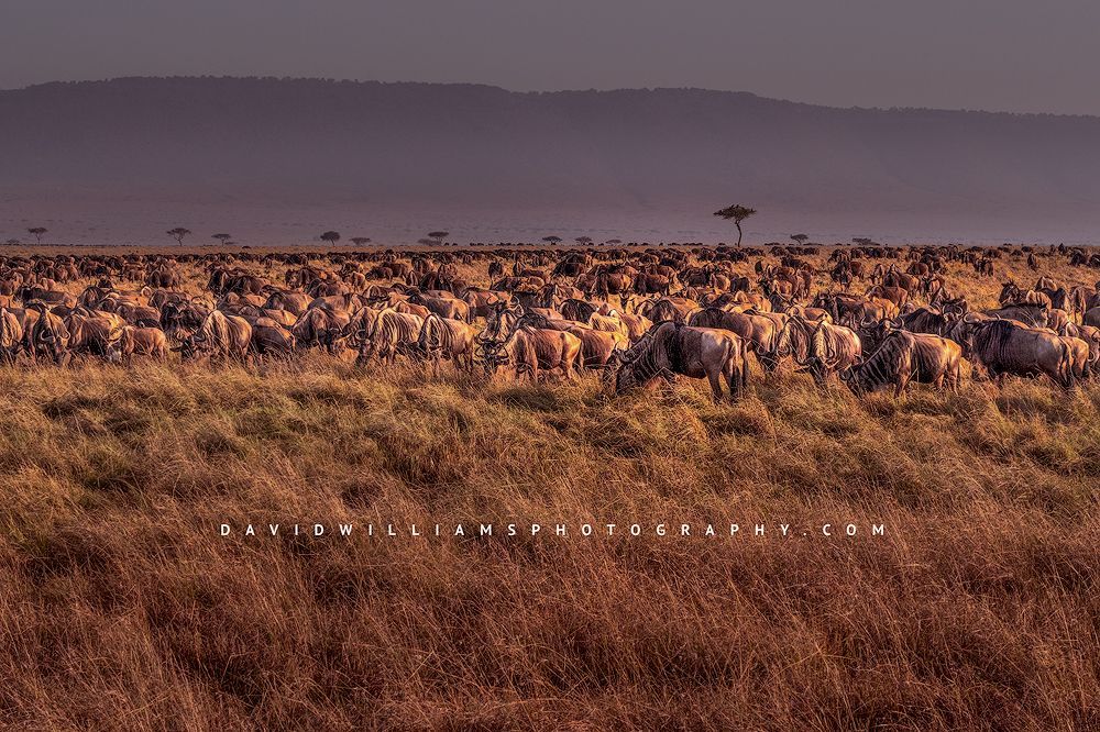 Wildebeest-GP_BKT3641