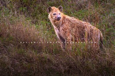 Hyena-S_BKT3079