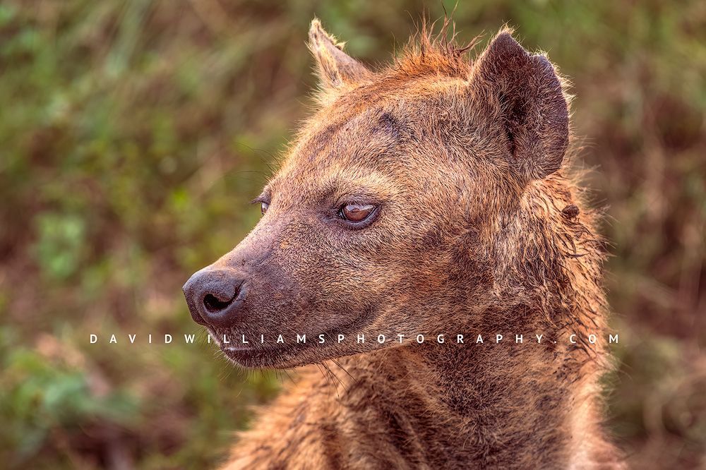 Hyena-S-_BKT3096