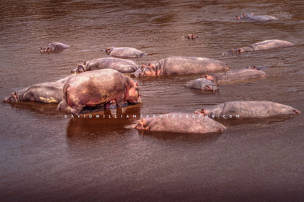 Hippo-GP_BKT2720