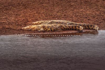 Crocodile-GP_BKT2277