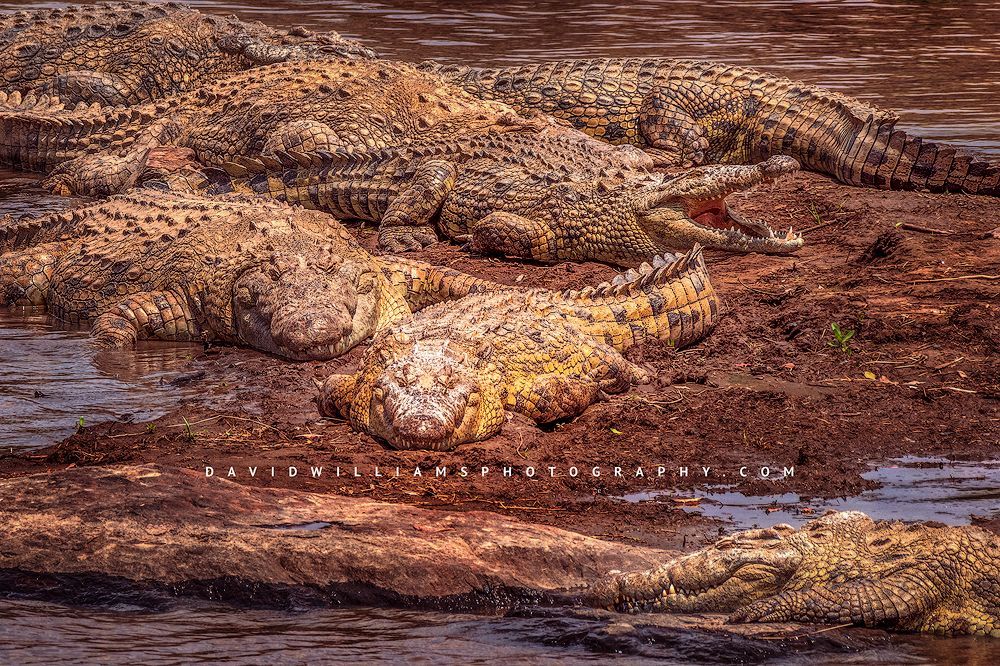 Crocodile-GP_BKT1368