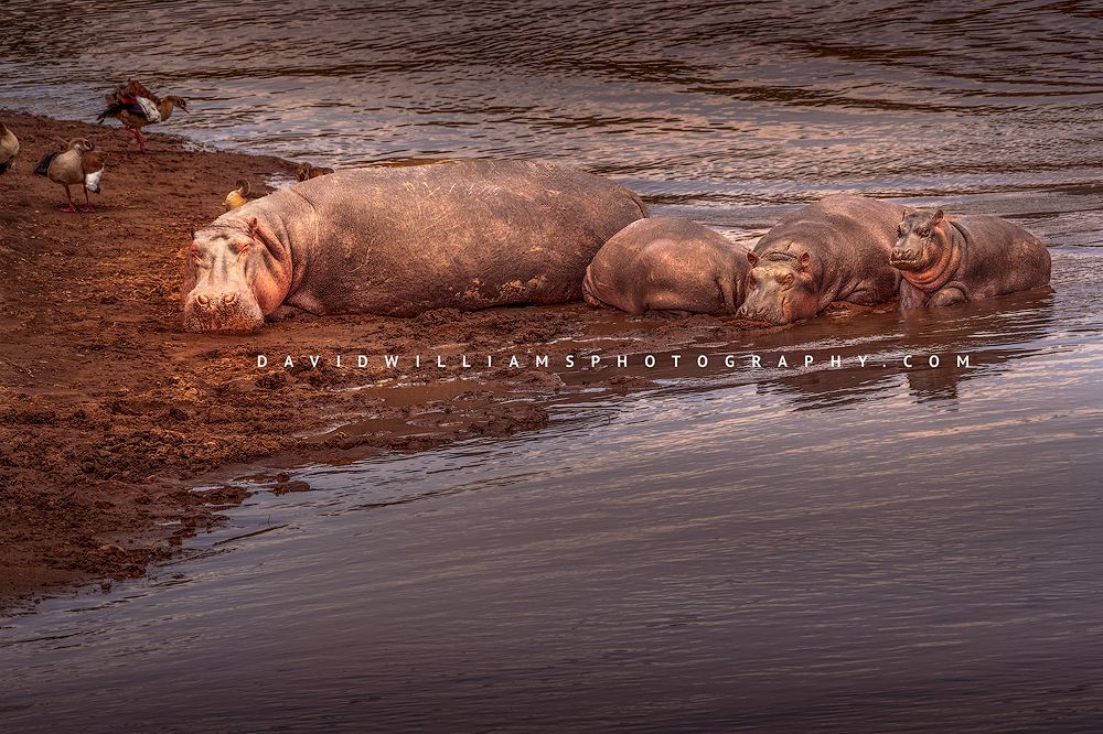 Hippo-GP_BKT2745